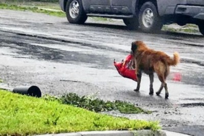 "Cesur, the Heartbroken Dog, Finds Comfort and Local Fame Through an Unforgettable Journey"