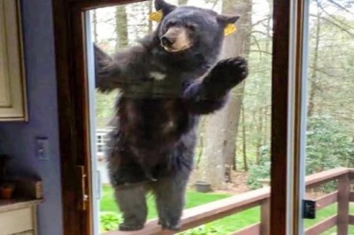 "Emotional Rescue: The Unforgettable Adventure of a Man and a Lost Bear Cub Touches Hearts Everywhere"