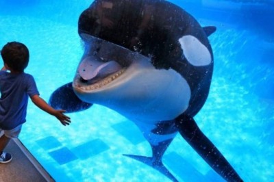 "Unforgettable Aquarium Encounter: A Life-Changing Moment"