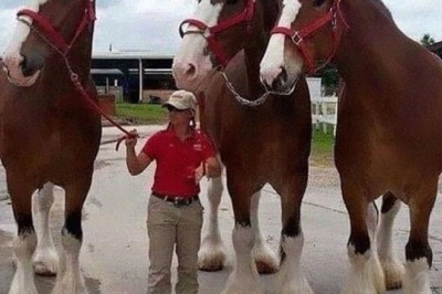 "Mind-Blowing Giant Creatures: From Whale Heads to Bison Kings!"