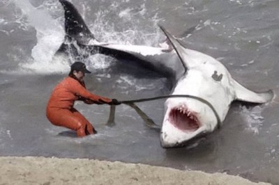 Incredible Rescue: Fishermen Save Giant Shark in Life-or-Death Operation | The Clip Funny
