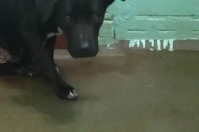 Unforgettable and Hilarious Viral Moments You Can't Miss