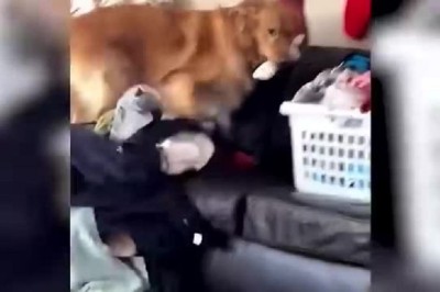 Dogs and Cats Funny: Prepare to Laugh Out Loud!