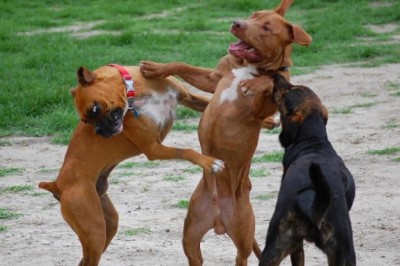 Dogs Funny: He's Trying His Hardest to Keep Up