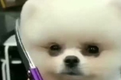 Cat Capers: A Hilarious Feline Adventure