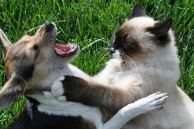 Get Ready to LOL: Hilarious Dogs and Cats Take Over the Internet in This Must-See Video!