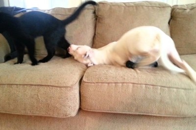 Hilarious Encounter: When Dog and Cat Collide!
