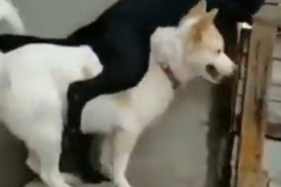 Adorable Dog Duo: One Lifts the Other Up and Shares a Hilarious Moment!