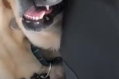 Hilarious Video: Watch this Adorable Dog Take Over the Driver's Seat and Sleep Inside a Car!