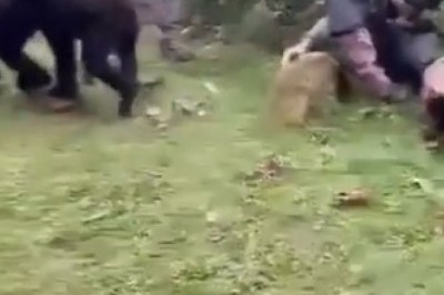 Unbelievable Encounter: Gorilla Takes a Swing at Photographer!