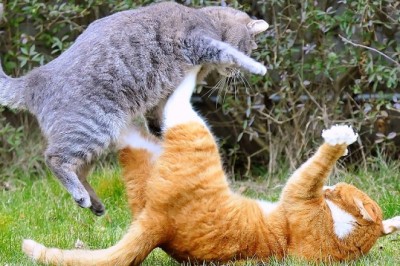 Hilarious Furry Shenanigans: Cats and Dogs Stealing the Show