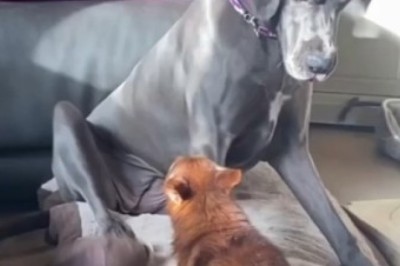 Laugh Out Loud Hilarious Clips of Cats and Dogs That Will Leave You in Stitches!
