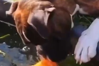 Unlikely Friendship: Heartwarming Video of a Dog Rescuing a Fish in the River!
