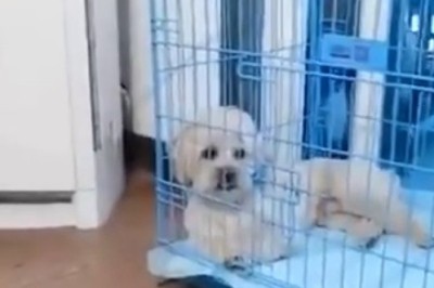 Canine Ingeniousness Unleashed: A Resourceful Pooch Harnesses the Power of the Wind!