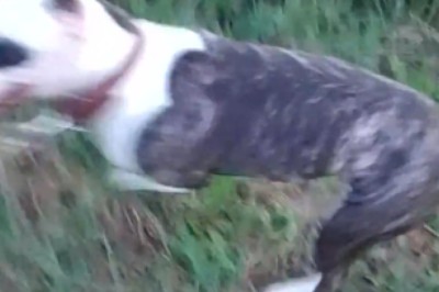 Adventurous Dog Embarks on Epic Countryside Expedition! Prepare for Unforgettable Moments!