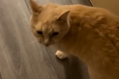 Cat Obsessed with Cleanliness Goes to Extremes! Watch the Hilarious Chaos Unfold!