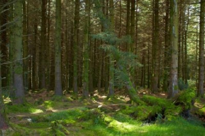 Woman Takes Her Dog to the Groomer and Bursts into Tears after Realizing It's Not a Dog - What She Discovered Will Leave You Astonished!