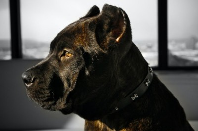 Unleashing Power and Strength: Mighty Dog Breeds That Command Respect