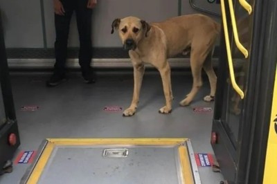 Boji the Adventure-Loving Dog: A Worldwide Sensation and His Well-being