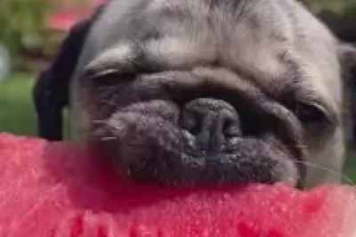 Delightful Delicacy: Small Dog's Watermelon Feast