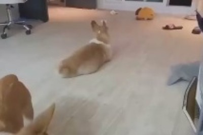 Paws in Motion: A Playful Game of Canine Tag