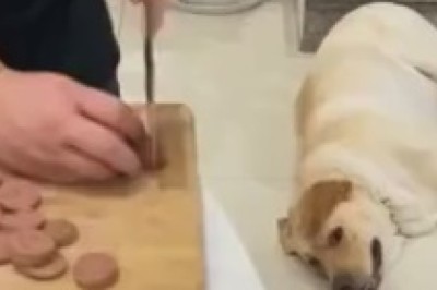 Remorseful Rascal: A Dog's Tale of Food Theft and Guilt