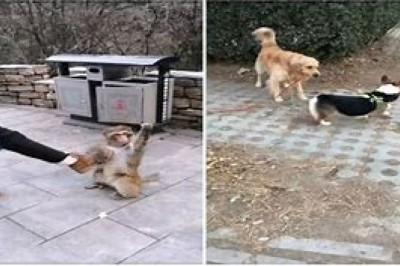 A Showstopping Symphony of Absurdity: Watch this Beautiful Cat's Hilarious Playtime Extravaganza Unfold!