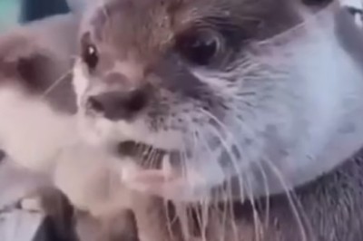 Adorable Animal Dance-off: Dogs and Chicks Bust a Move!