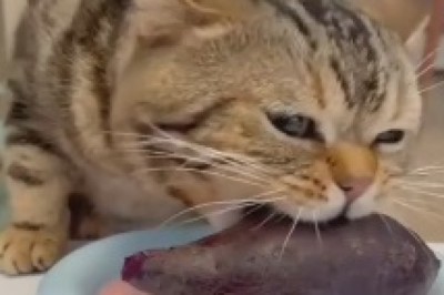 Cat vs. Beets: The Hilarious Battle of the Greedy Eater!