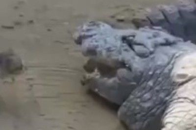 Cat vs. Crocodile: The Ultimate Meat Heist!