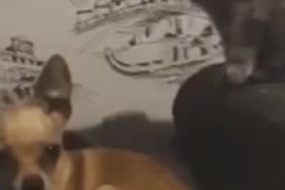 Cat vs. Dog: The Paw-some Smackdown!