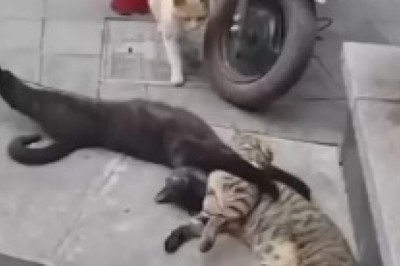 Cat Wars: The Hilarious Battle of the Feline Titans!