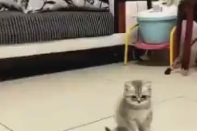 Double the Cuteness, Double the Hilarity: A Rib-Tickling Adventure with Two Kittens at Play!