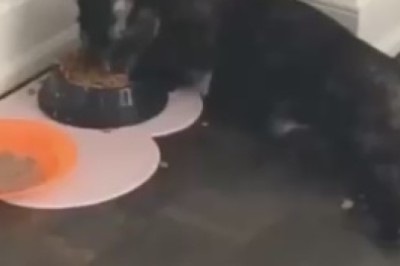 Hilarious Cat Eats Like a Food Critic – Watch This Epic Gastronomic Adventure!