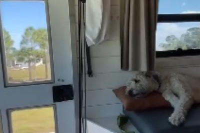 Hilarious Ride Along: When Man's Best Friend Becomes the Road Trip Co-Pilot!