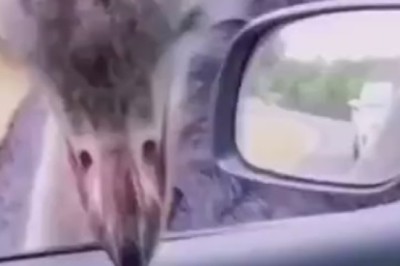 Ostrich Road Rage: When Feathers Fly!