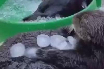 Otterly Ridiculous: Hilarious Otters Take a Chilly Plunge!