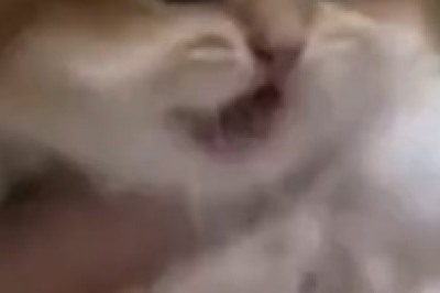 Paws and Claws Collision: A Comedy Battle of Cats and Dogs!