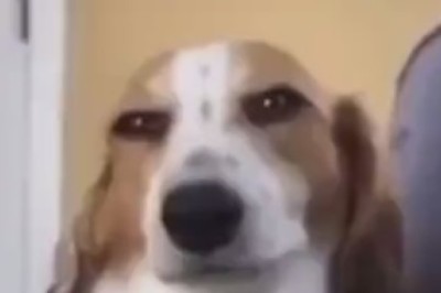 Pawsitively Adorable: Dogs Who Groove to the Beat!