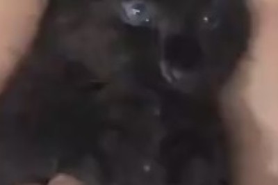 Petting Pandemonium: A Woman's Encounter with the Cuddliest Small Dog!