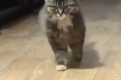 Purr-fectly Fashionable: The Cat Fashion Show Catastrophe - Where Style Meets Shenanigans!