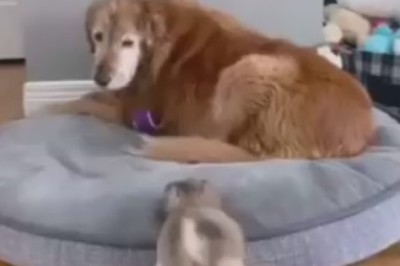 Size Doesn't Matter: Hilarious Shenanigans of a Small Dog and a Big Dog