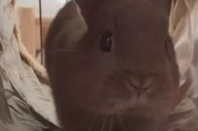 The Comically Cute Adventures of a Hilarious Bunny