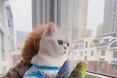 The Hilarious Balcony Brigade: A Dog, a Cat, and a Parrot's Side-Splitting Comedy Show!