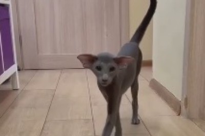 The Most Extraordinary Cat You've Ever Seen – Prepare for a Feline Adventure!