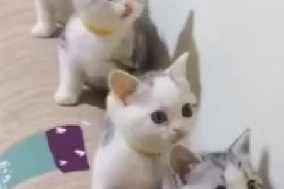 The Purrrfect Dance Crew: Five Kittens Grooving in Sync!