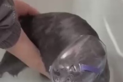 The Unlikely Aquatic Adventures of Mr. Whiskers: A Hilarious Bath Time Saga of a Cat Wearing Outrageously Odd Outfits!"