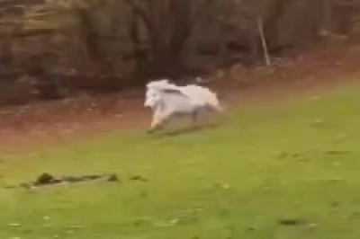 Tiny Hooves, Big Moves: The Dancing Miniature Horse!