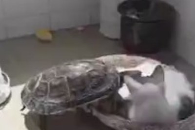 Turtle Troubles: Battle for the Comfiest Spot!