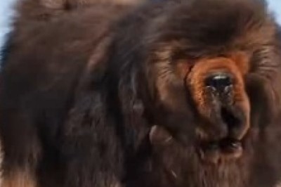Unlikely Best Friends: Heartwarming Bond Between a Dog and a Monkey!